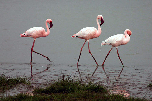 Lesser flamingo